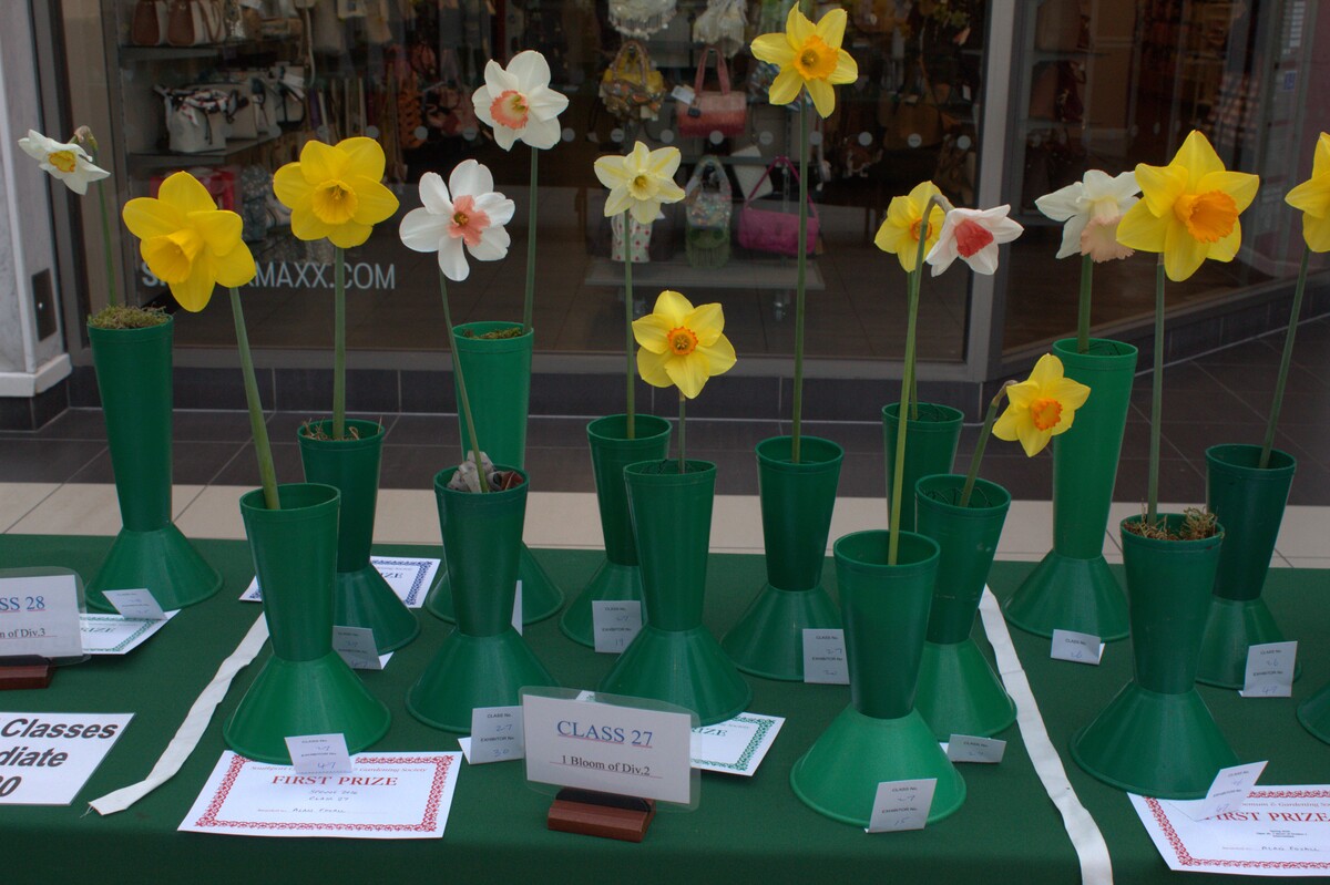 Spring Show 2026 Intermediate 1 bloom of Division 2 Class